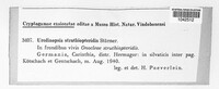 Uredinopsis struthiopteridis image